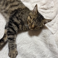 里親になってくださる方を探しています。