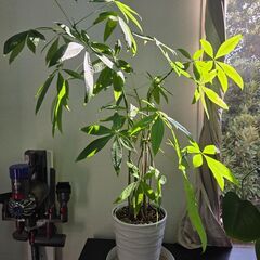 観葉植物【パキラ】 インテリア 本物  全長約110cm　アウトレット品 の画像