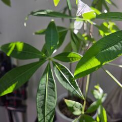 観葉植物【パキラ】 インテリア 本物  全長約110cm　アウトレット品 の画像