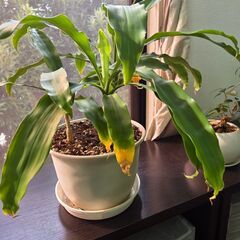 観葉植物 【ドラセナ】 高さ35センチ インテリア 本物 B品 アウトレット品の画像