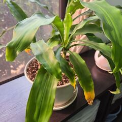 観葉植物 【ドラセナ】 高さ35センチ インテリア 本物 B品 アウトレット品の画像