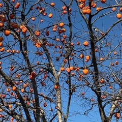 甲州百目柿を沢山お安くお譲りさせていただきますの画像