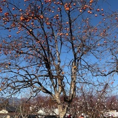 甲州百目柿を沢山お安くお譲りさせていただきますの画像