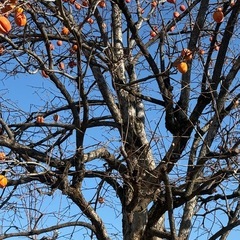 甲州百目柿を沢山お安くお譲りさせていただきますの画像