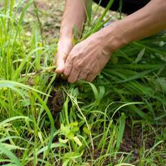 ご自宅の🌿草刈り・草むしり・雑草処置など便利屋セイロンへお…