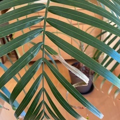 観葉植物　　の画像