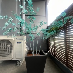 観葉植物　フェイクグリーンの画像