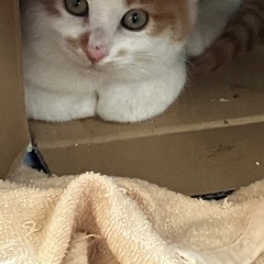 元気いっぱい子猫ちゃんオス