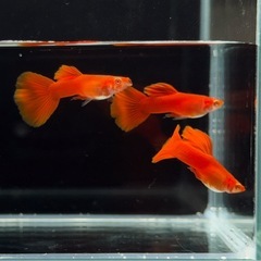 【RREAレッドアイフルレッド】1ペアの画像