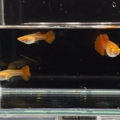 【RREAレッドアイフルレッド】1ペアの画像