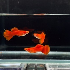 【RREAレッドアイフルレッド】1ペアの画像