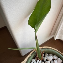 観葉植物の画像