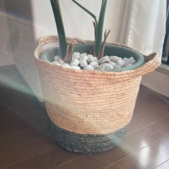 観葉植物の画像