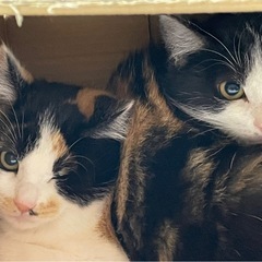 可愛いメス猫2匹