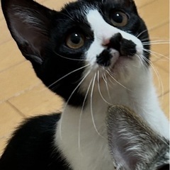 怖がりだけど優しくて穏やかな「ニコくん」4ヶ月オス