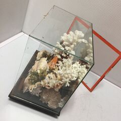 ○ガラスケース 貝殻  置き物 アート オブジェ 置物 インテリア 飾り 中古品 (NF251209)563-2-②の画像