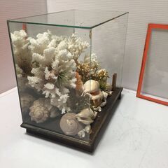 ○ガラスケース 貝殻  置き物 アート オブジェ 置物 インテリア 飾り 中古品 (NF251209)563-2-②の画像