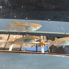 メダカ 雷鳥カガミ鱗 2ペアの画像