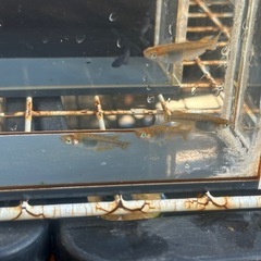 メダカ 雷鳥カガミ鱗 2ペアの画像