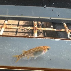 メダカ 雷鳥カガミ鱗 2ペアの画像