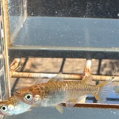 メダカ 雷鳥カガミ鱗 2ペアの画像