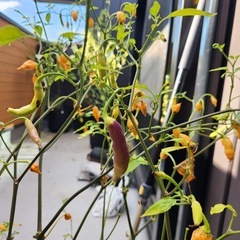 無料唐辛子の木の画像