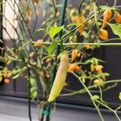 無料唐辛子の木の画像