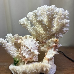 サンゴのオブジェの画像