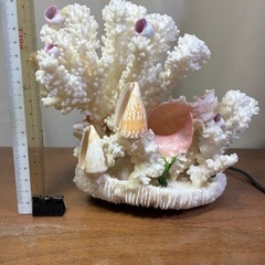 サンゴのオブジェの画像