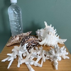 貝殻類　インテリアの画像