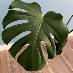 モンステラの画像