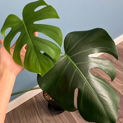モンステラの画像