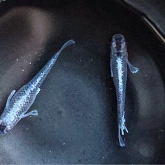 取り引き中‼️　ミッドナイトフリル体外光　メダカ　めだか　1ペア500円(二匹) 写真現物です　残り2匹❗️の画像