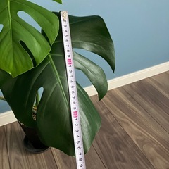 モンステラの画像
