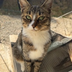 女の子😺キジトラ🐈‍⬛美人さん