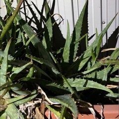 アロエ  プランター  の画像