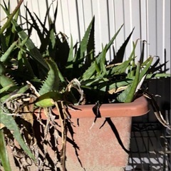 アロエ  プランター  の画像