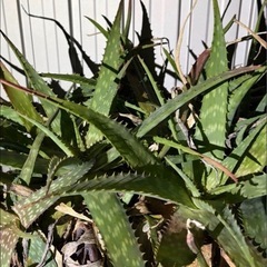 アロエ  プランター  の画像