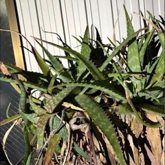 アロエ  プランター  の画像