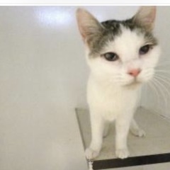 白キジ　里親募集