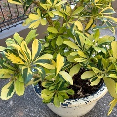 シェフレア✨ハッピーイエローの画像