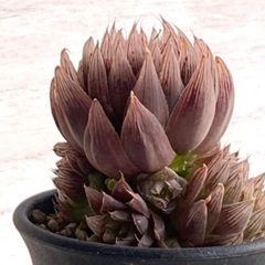 多肉植物　ハオルチア　レイトニー"JDV 91/97 chaluma"の画像