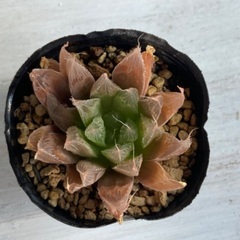 多肉植物　ハオルチア　札落ち③の画像