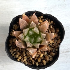 多肉植物　ハオルチア　札落ち④の画像