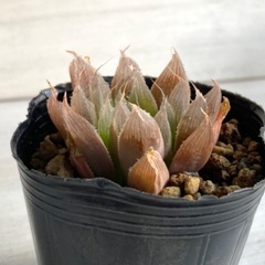 多肉植物　ハオルチア　札落ち④の画像