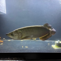 アロワナの画像