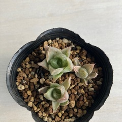 多肉植物　ハオルチア　ロゼア"W of kleinmond N-1" ②の画像