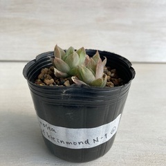 多肉植物　ハオルチア　ロゼア"W of kleinmond N-1" ②の画像