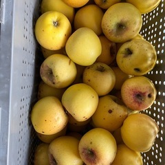 りんご　シナノゴールドの画像