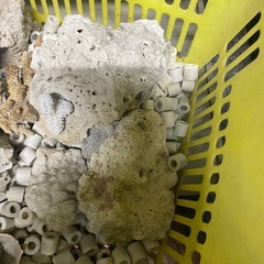サンゴ　珊瑚礁　ブロック　アクアリウム　8キロ分の画像